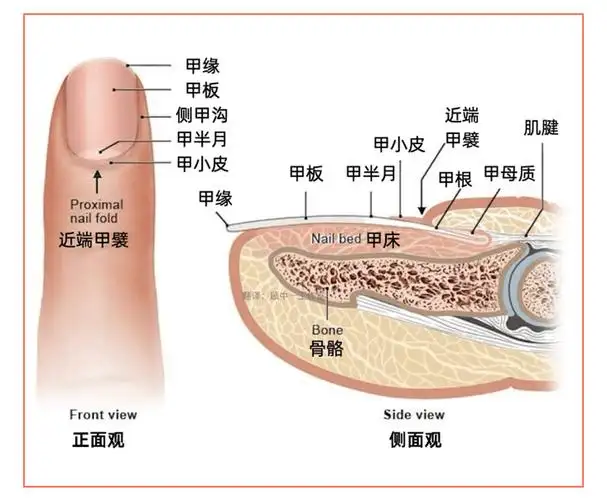人类的指甲在生活中看起来好像并没有什么实际的价值，为什么这么长时间也没有退化呢？
