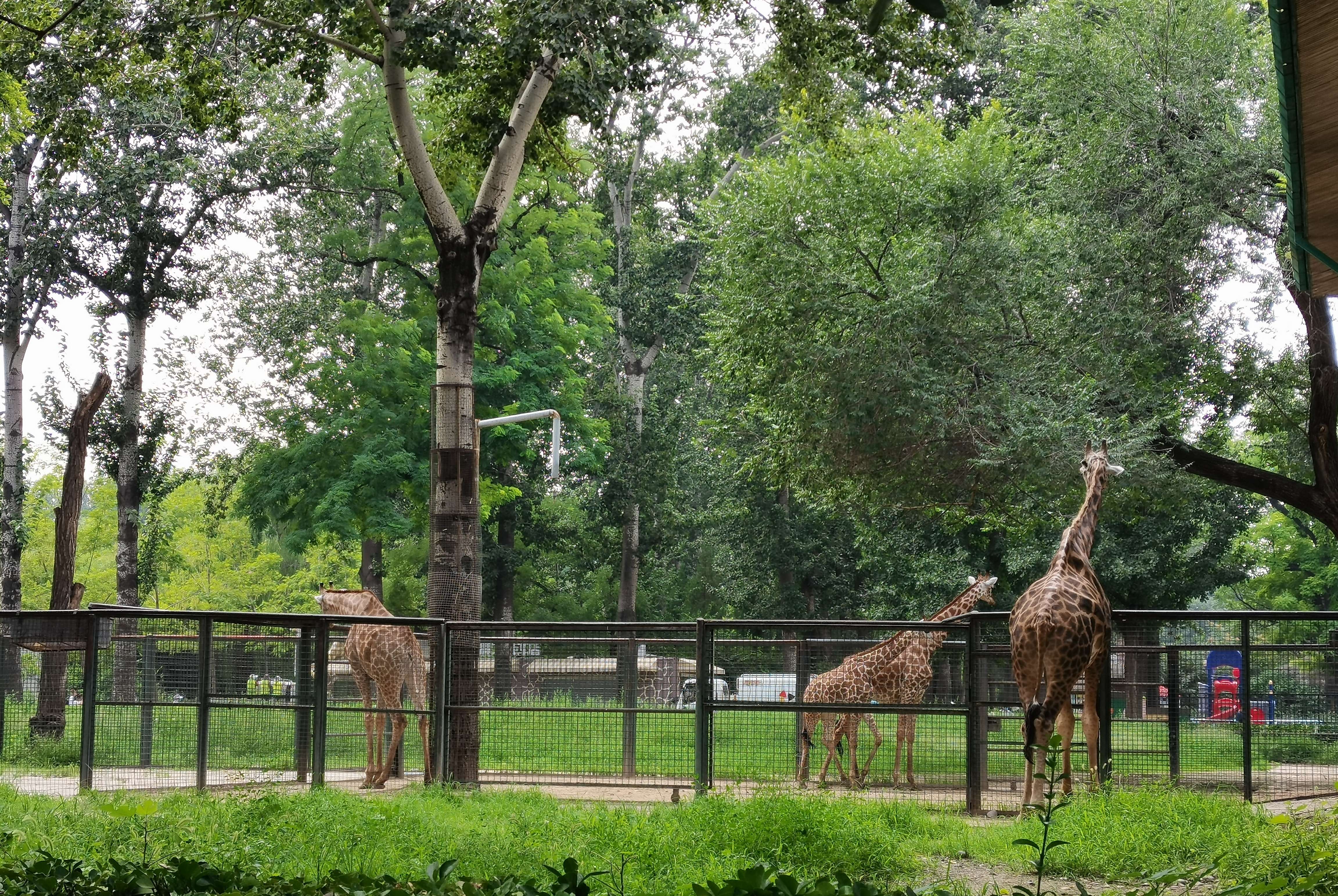 东溪散人 的想法: 《北京动物园》之《长颈鹿馆》,优雅挪步… - 知乎