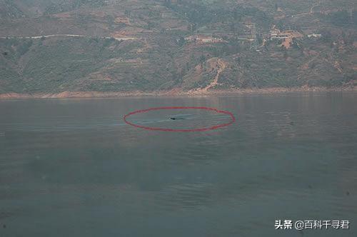 哲罗鲑最大能有多大？喀纳斯湖124米巨型哲罗鲑