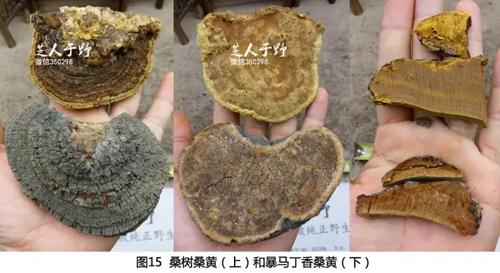 因为一些身体上的问题，需要一些野生桑树桑黄，一查发现有很多种桑黄，我应该怎么去分辨？（野生桑黄的作用?）