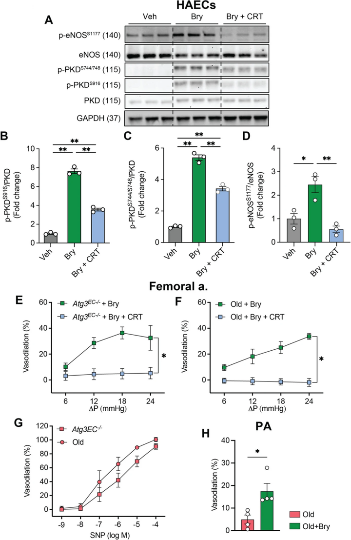 苔蘚抑素-1(Bryostatin-1)通過抑制內皮細胞自噬改善動脈功能 苔蘚抑素-1(Bryostatin-1)通過抑制內皮細胞自噬改善動脈功能