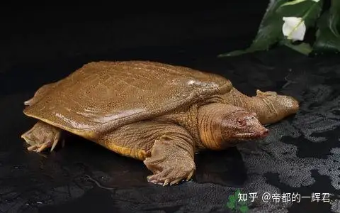 乌龟与鳖的区别有哪些？ - 知乎