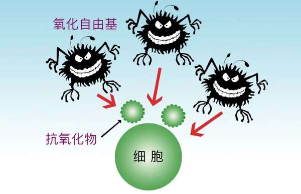 营养师采薇 的想法: 【发炎】是人类的自救机制 发炎反应就是… - 知乎