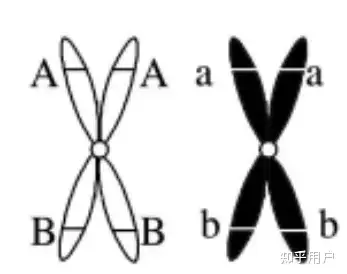 等位基因,非等位基因,相同基因之间的关系是什么?