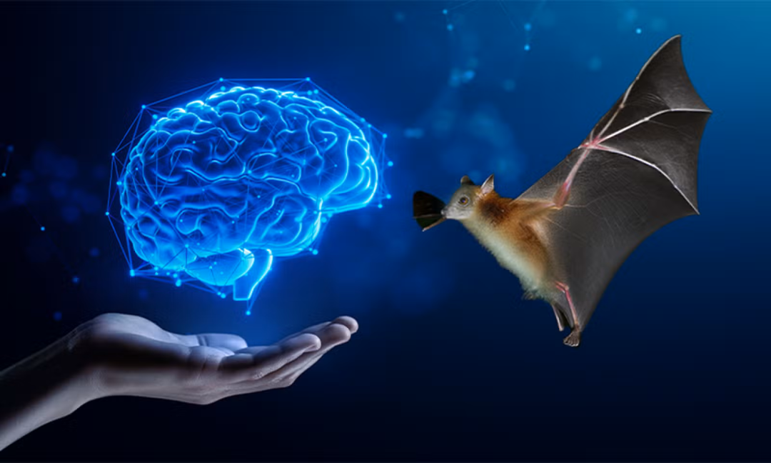AI听懂的，究竟是动物的语言，还是人类的想象？