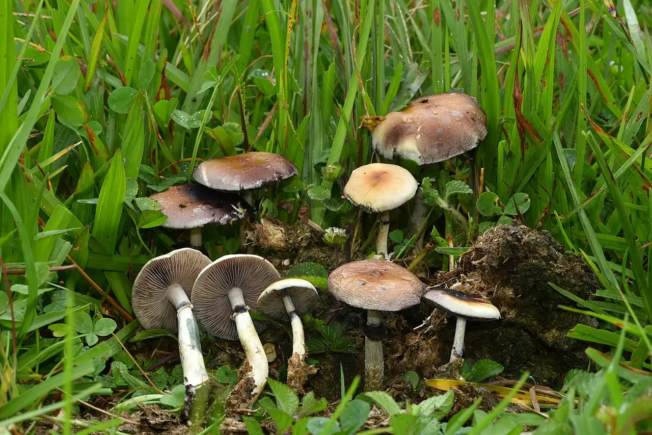 从科学的角度考虑，蘑菇能否直接在人体（或尸体）上生长？