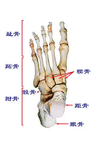 跑步后脚掌(脚底板)外侧疼是怎么回事? - 知乎