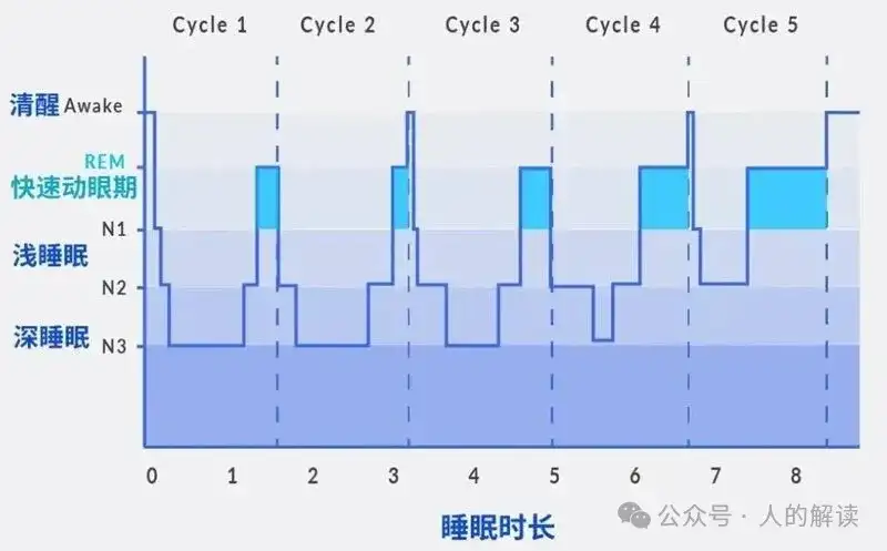 睡眠的奥秘,真相远超想象-人的解读