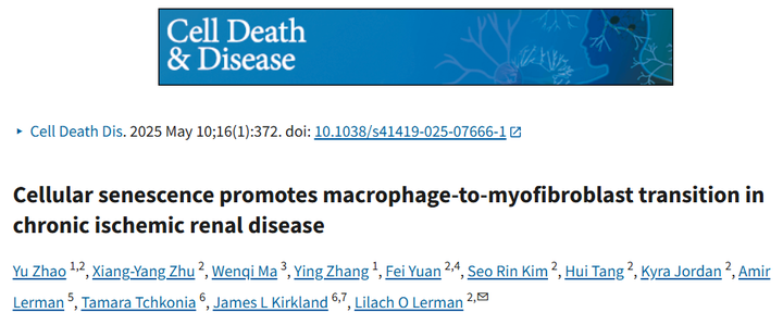 慢性缺血性腎病中細(xì)胞衰老促進(jìn)巨噬細(xì)胞向肌成纖維細(xì)胞的轉(zhuǎn)變