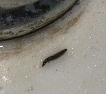 厕所里有黑色米粒状虫子细长椭圆请问是啥虫对人体有危害吗