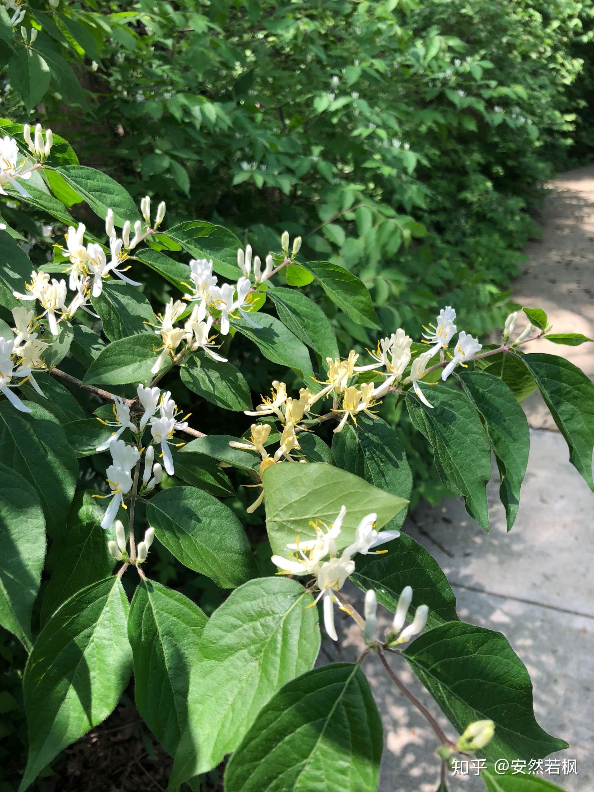 海棠之后院里开花的植物.绣球荚蒾,金银忍冬,多花梾木.