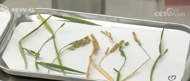中国空间站在轨获得水稻种子，为国际首次，具有哪些意义？将会带来哪些影响？