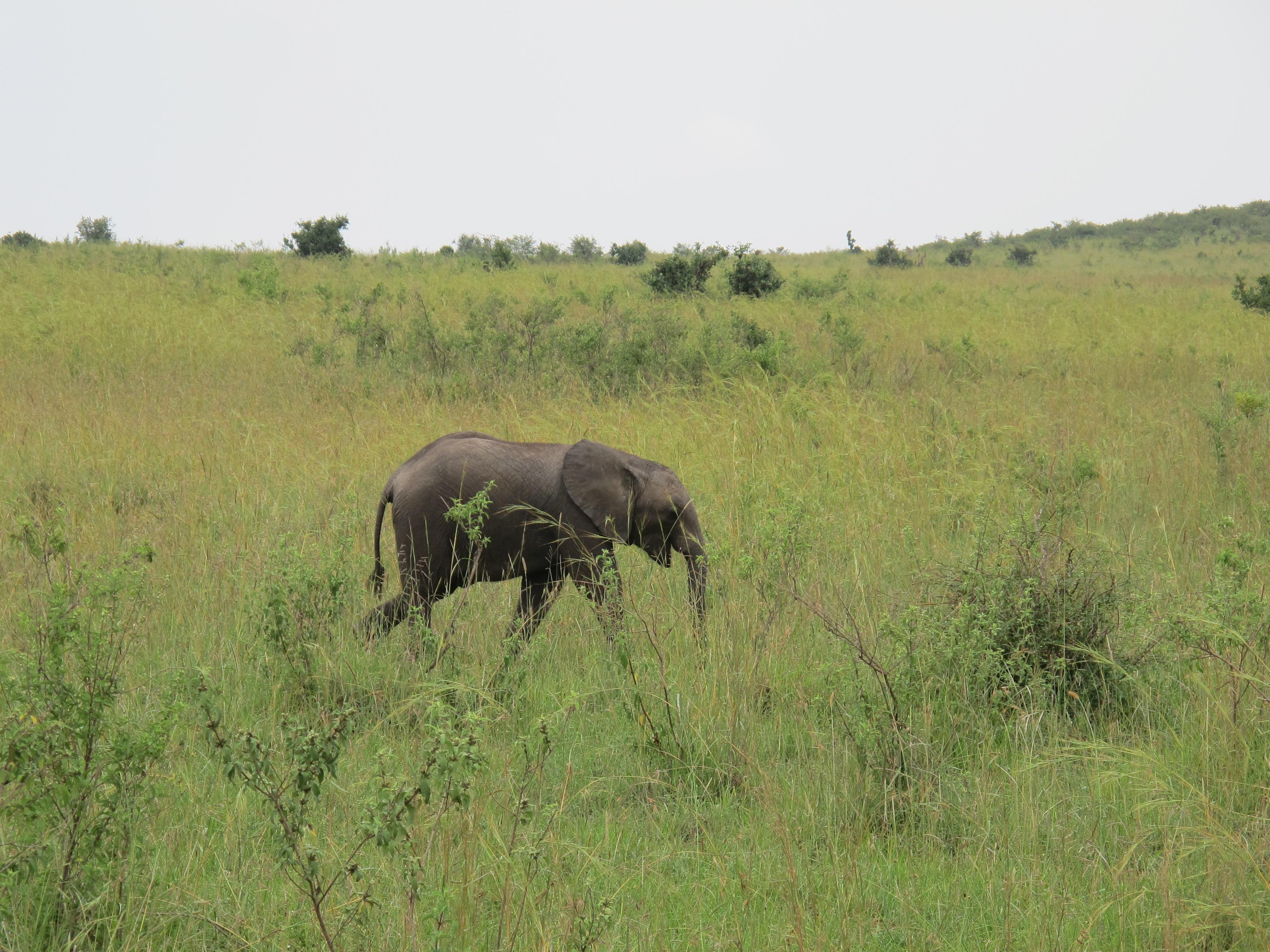 到非洲旅行带 8 岁小朋友同行有哪些需要注意的事项?