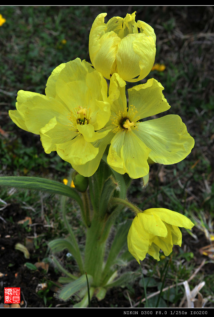 高山草原上 开黄花的植物有哪些种类呢? 
