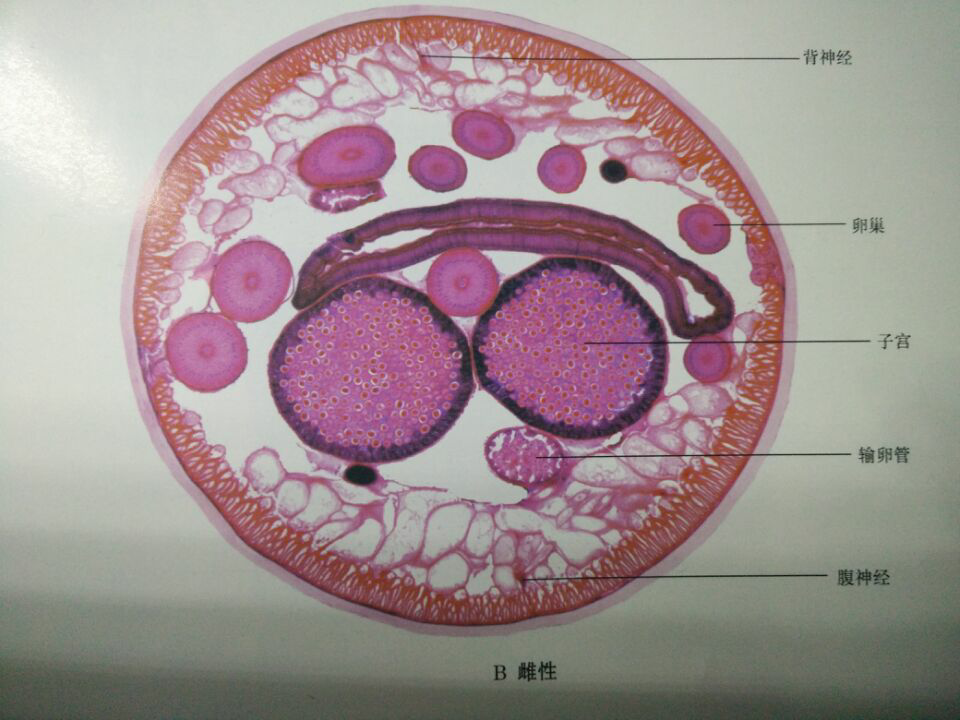 环毛蚓解剖图生物绘图图片