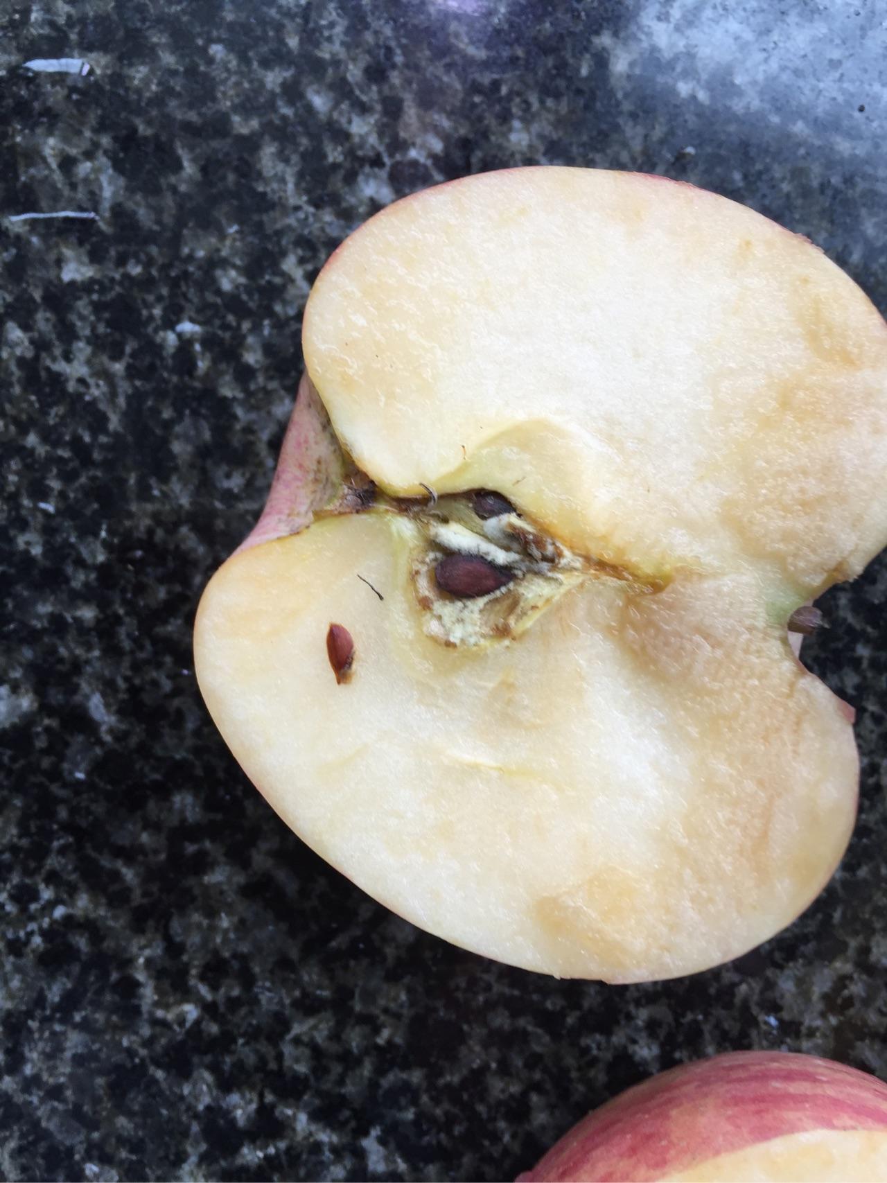 苹果核内有白色绒毛,还能吃吗? - 知乎