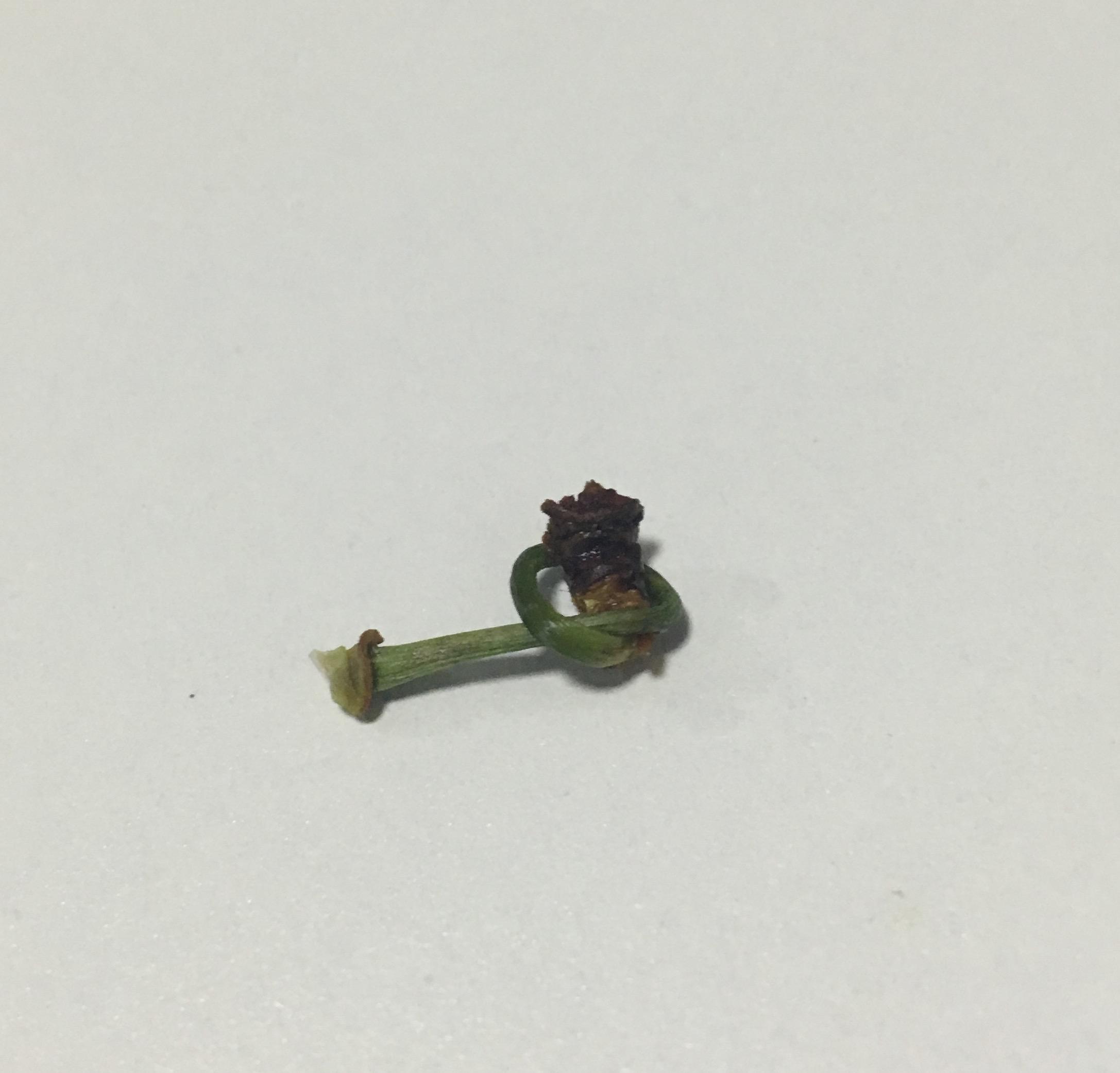 如何用舌头给樱桃梗打结