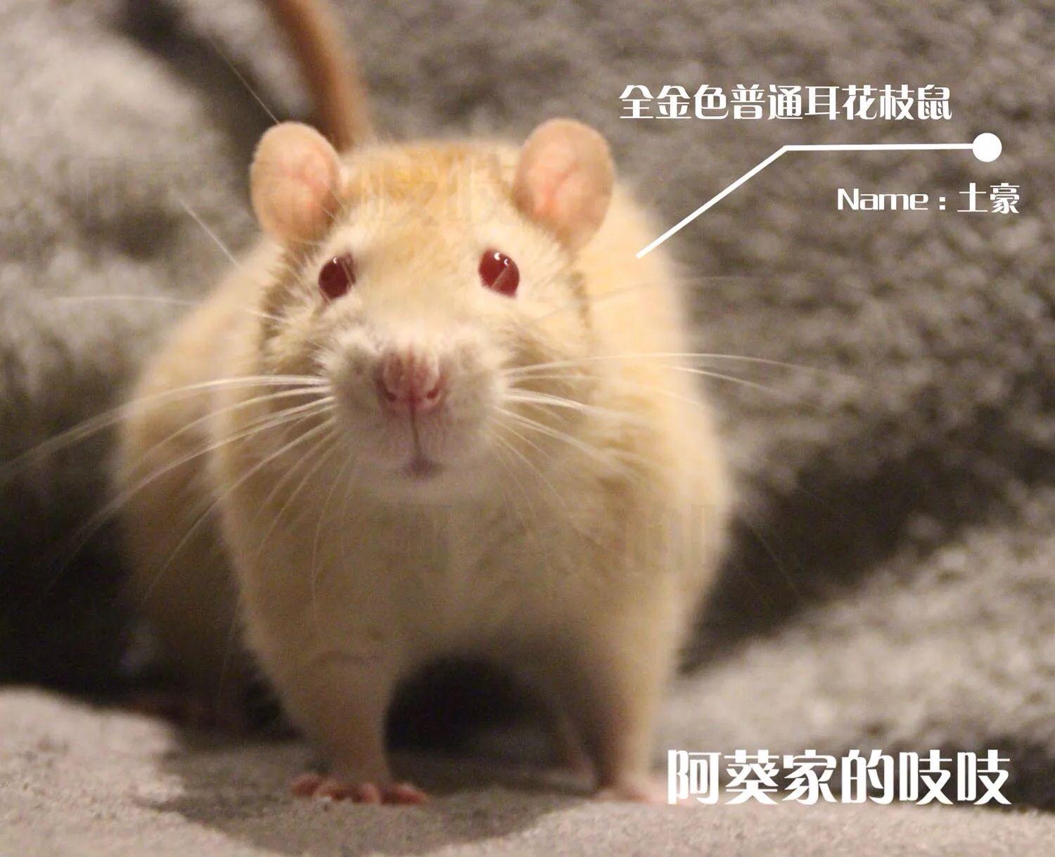 有养花枝鼠的吗?应该怎么养花枝鼠呢? - 知乎