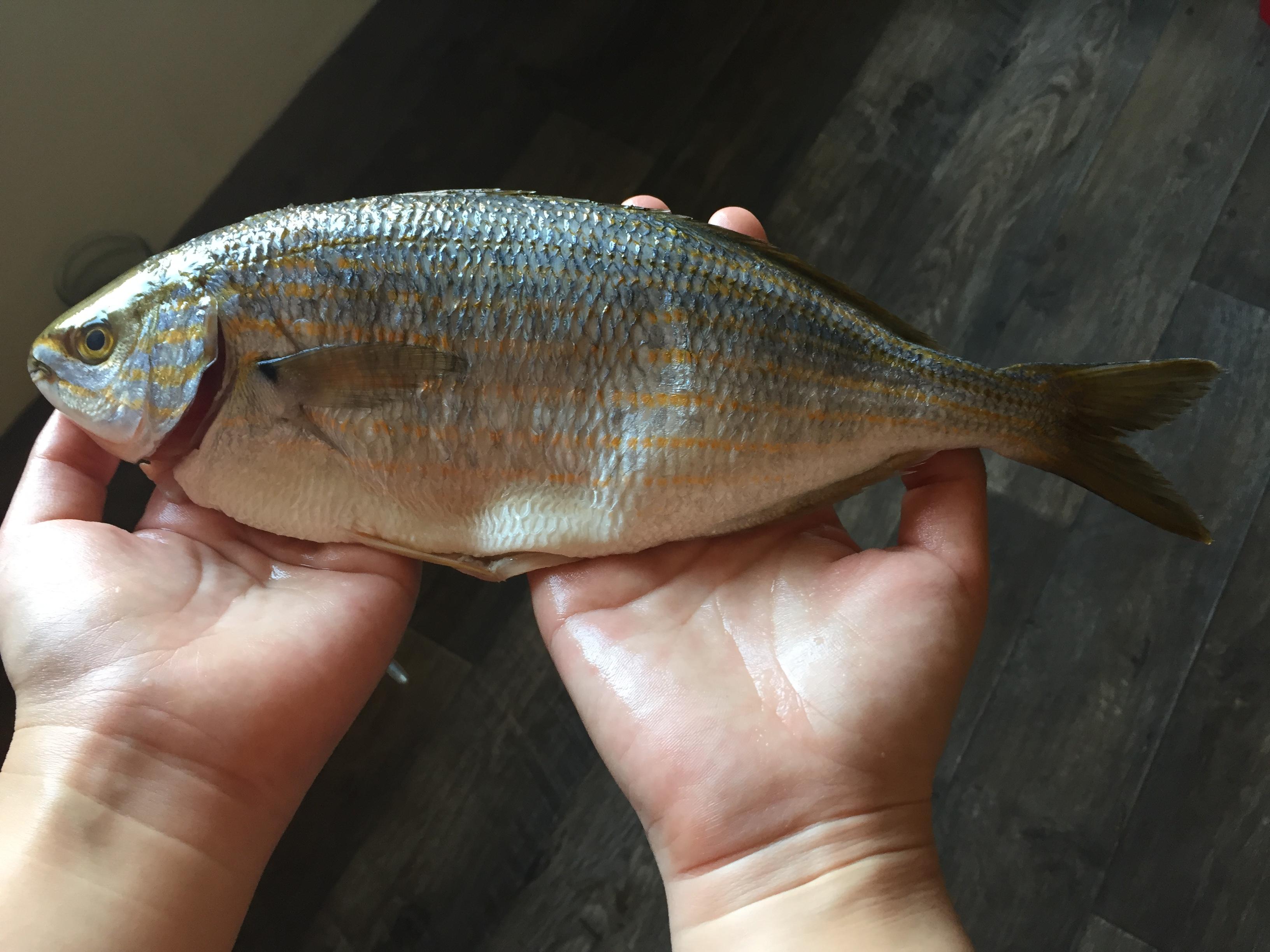 叉牙鲷在地中海餐厅是很好的美食吗? - 知乎