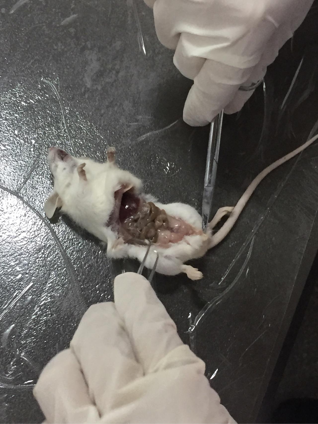 医学生第一次活体解剖动物的时候是怎样一种体验? - 知乎