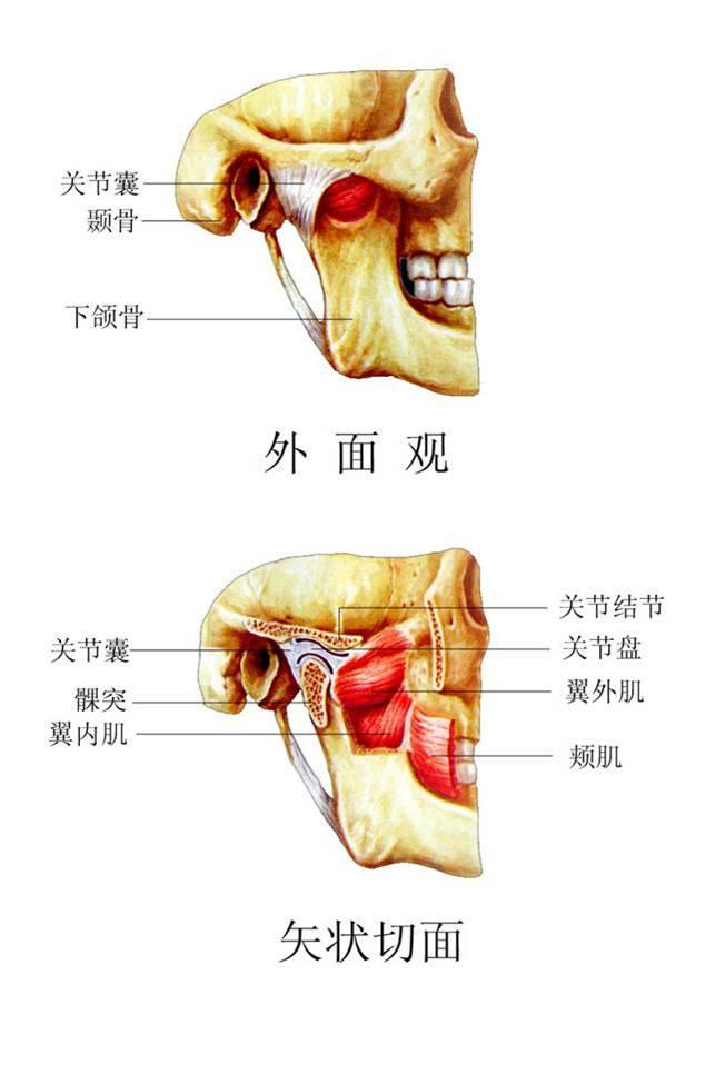 颌下是哪个位置图片