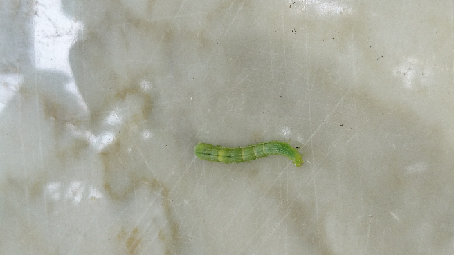 盆栽薄荷周围老是出现小黑点,类似蟑螂屎. - 知乎