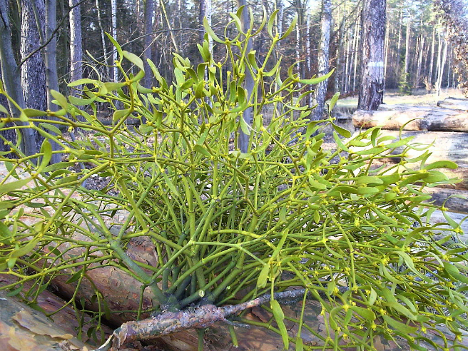 外国神话和宗教中有没有关起死回生的例子? - 知乎