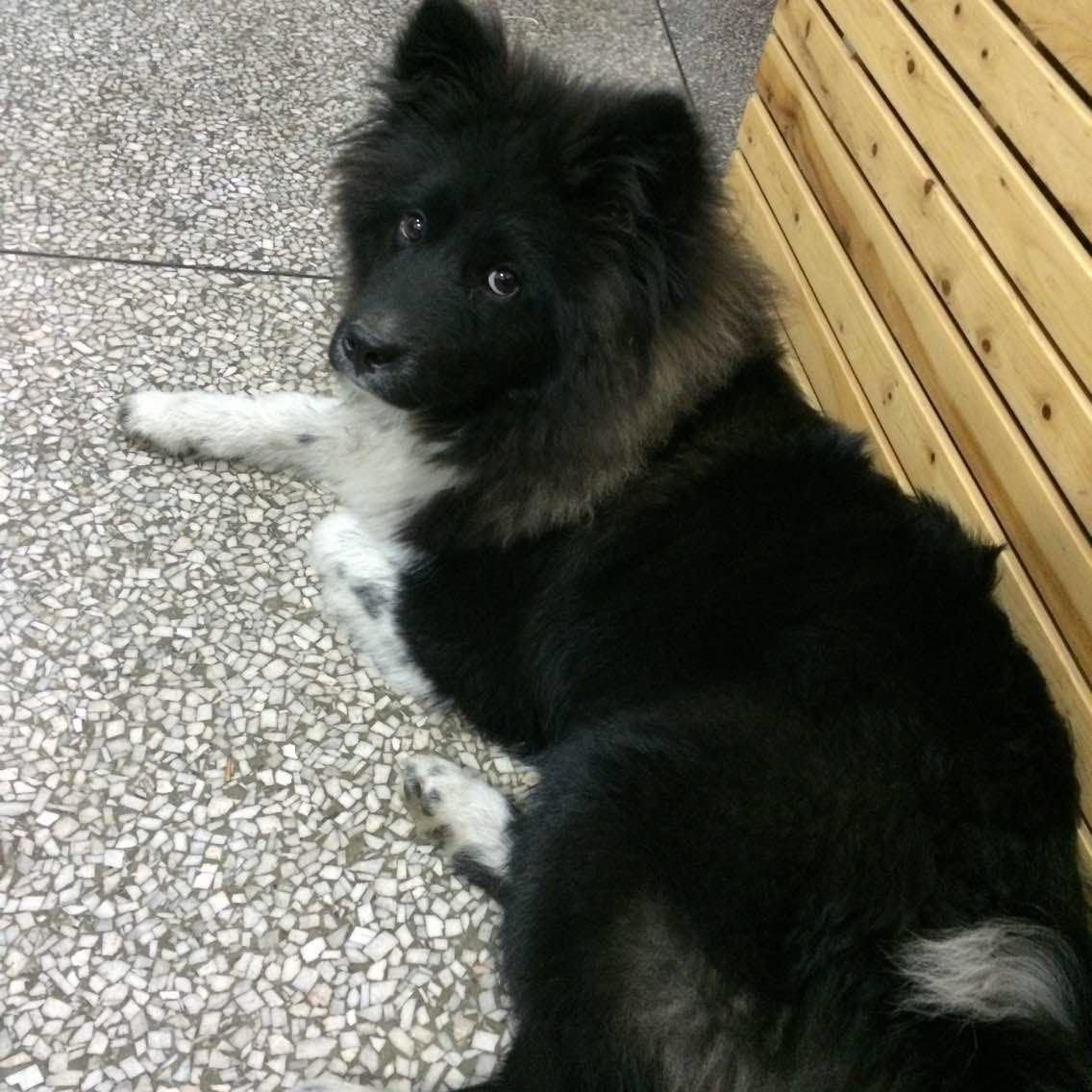 德牧和拉布拉多混血的犬性格温顺不会不会像德牧比较凶悍