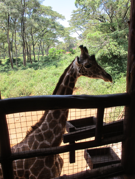 到非洲旅行带 8 岁小朋友同行有哪些需要注意的事项?