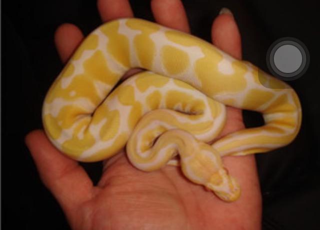 无间双龙电视剧第一集中的那条白色的蛇是什么品种? - 知乎