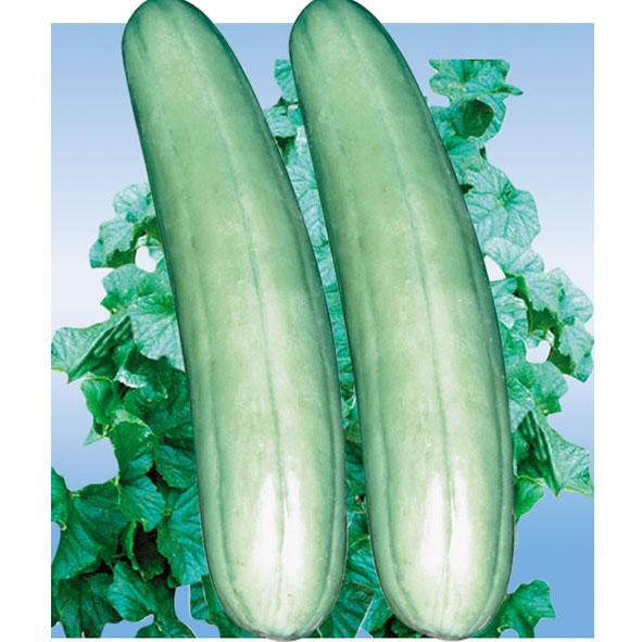 方言里有一种叫骚瓜的瓜学名叫什么?