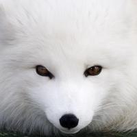 Zhihu profile picture for @nanny