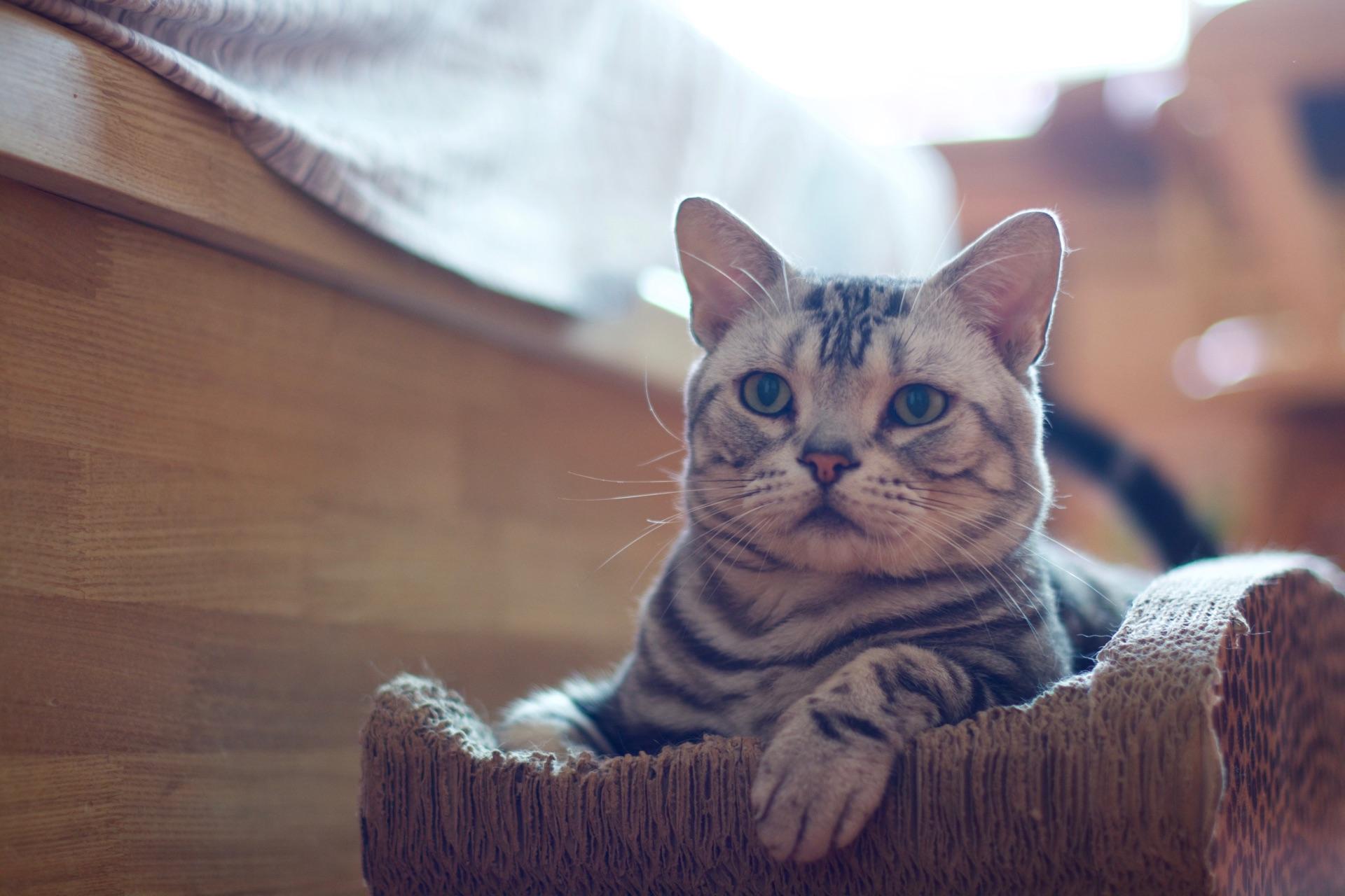 如何拍好一只猫