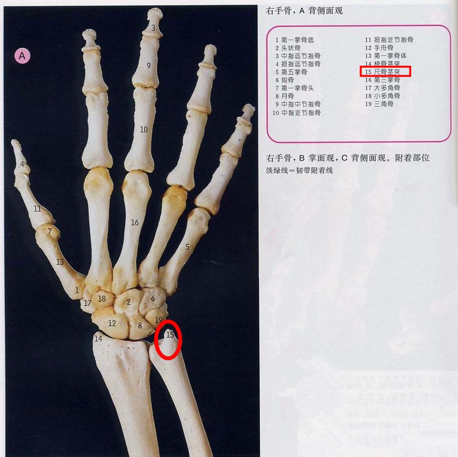 为啥我的手腕处又块骨头突起啊是手腕外侧靠近小指而且左右手都有好久