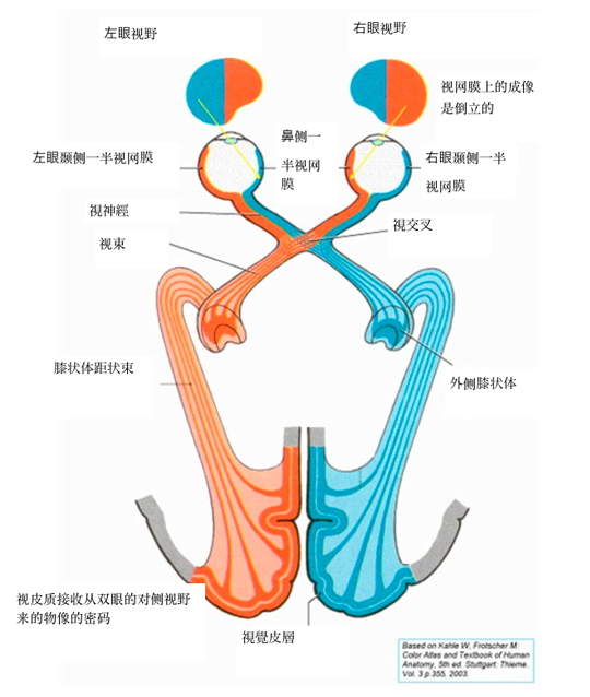 為什麼左腦控制右半邊身體右腦控制左半邊身體神經是在哪裡交叉的交叉