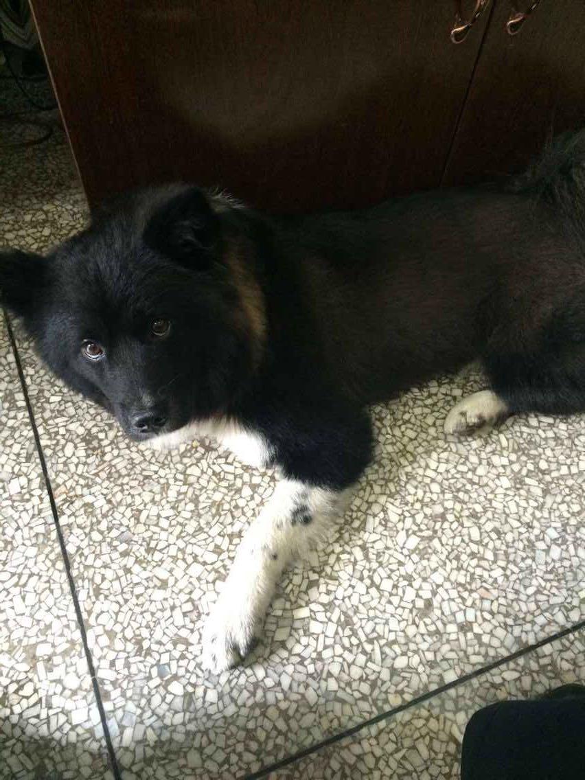 德牧和拉布拉多混血的犬性格温顺不会不会像德牧比较凶悍