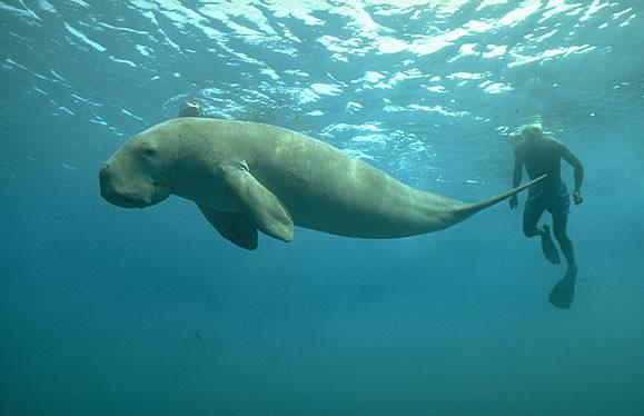 海牛是什麼動物和其他海洋哺乳動物有什麼區別