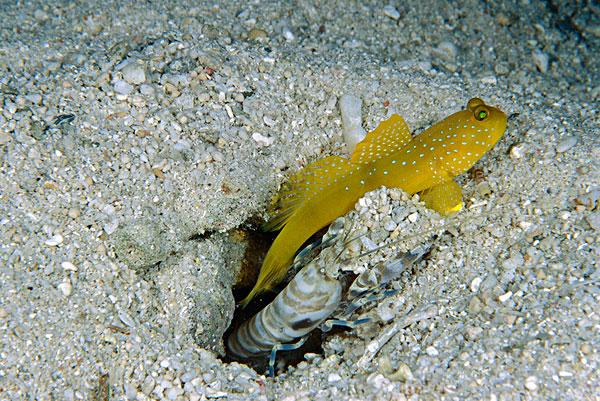 如何区分罗氏虾,基围虾,大头虾,青虾,九节虾,花虾,竹节虾,对虾,沙虾