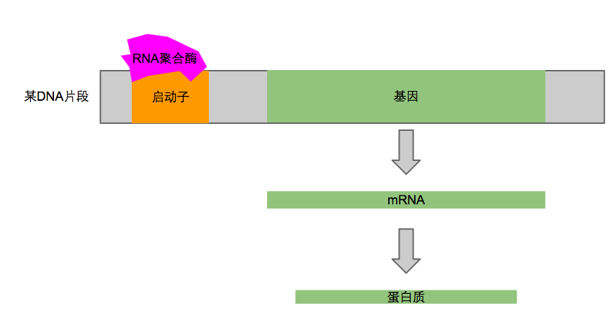 如果突变的位点位于启动子上,那将会发生什么? - 知乎