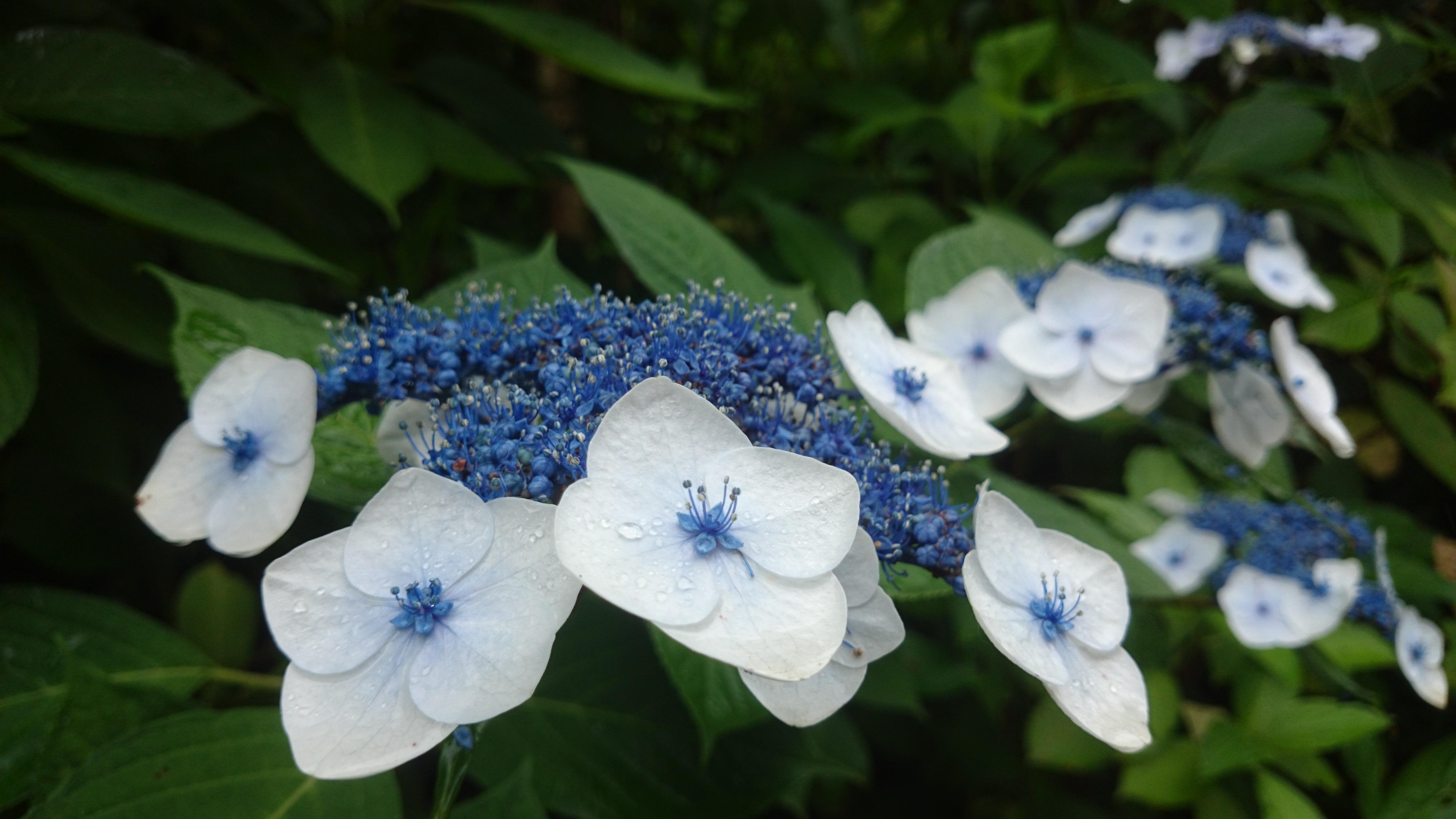 去日本哪里看绣球花最好