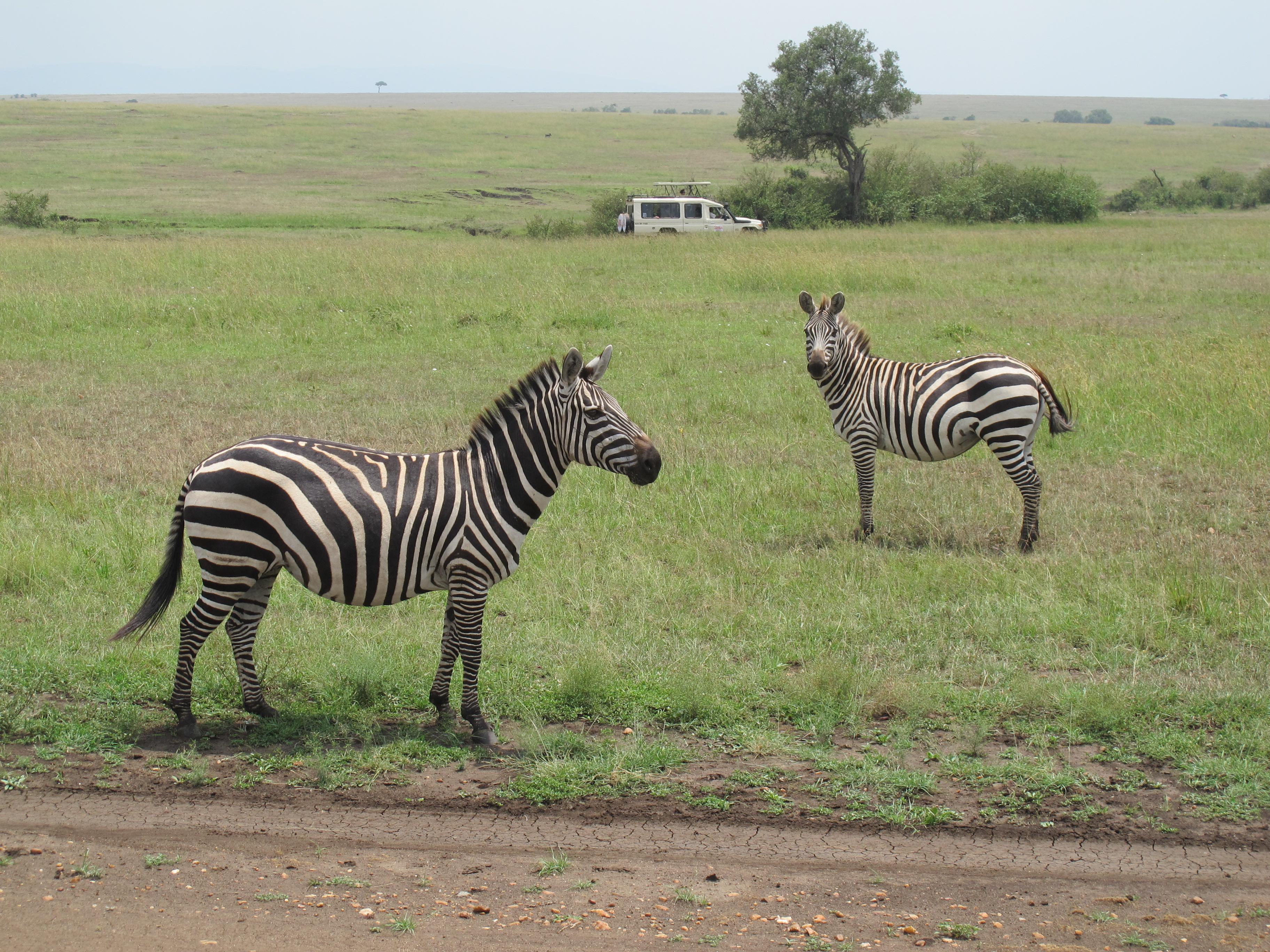 到非洲旅行带 8 岁小朋友同行有哪些需要注意的事项?