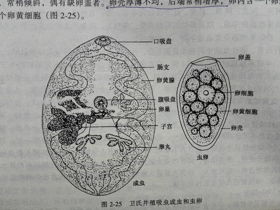 肺吸虫显微镜图片