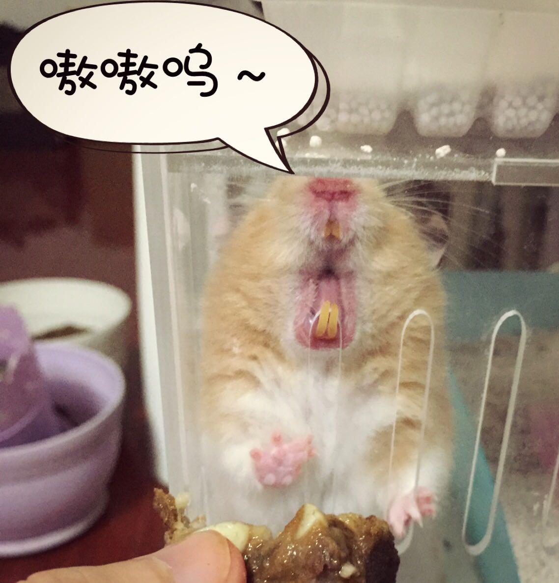 嚯嚯嚯嚯~我家的仓鼠牙怎麽黄了,这是怎么了,你们的有吗? - 知乎