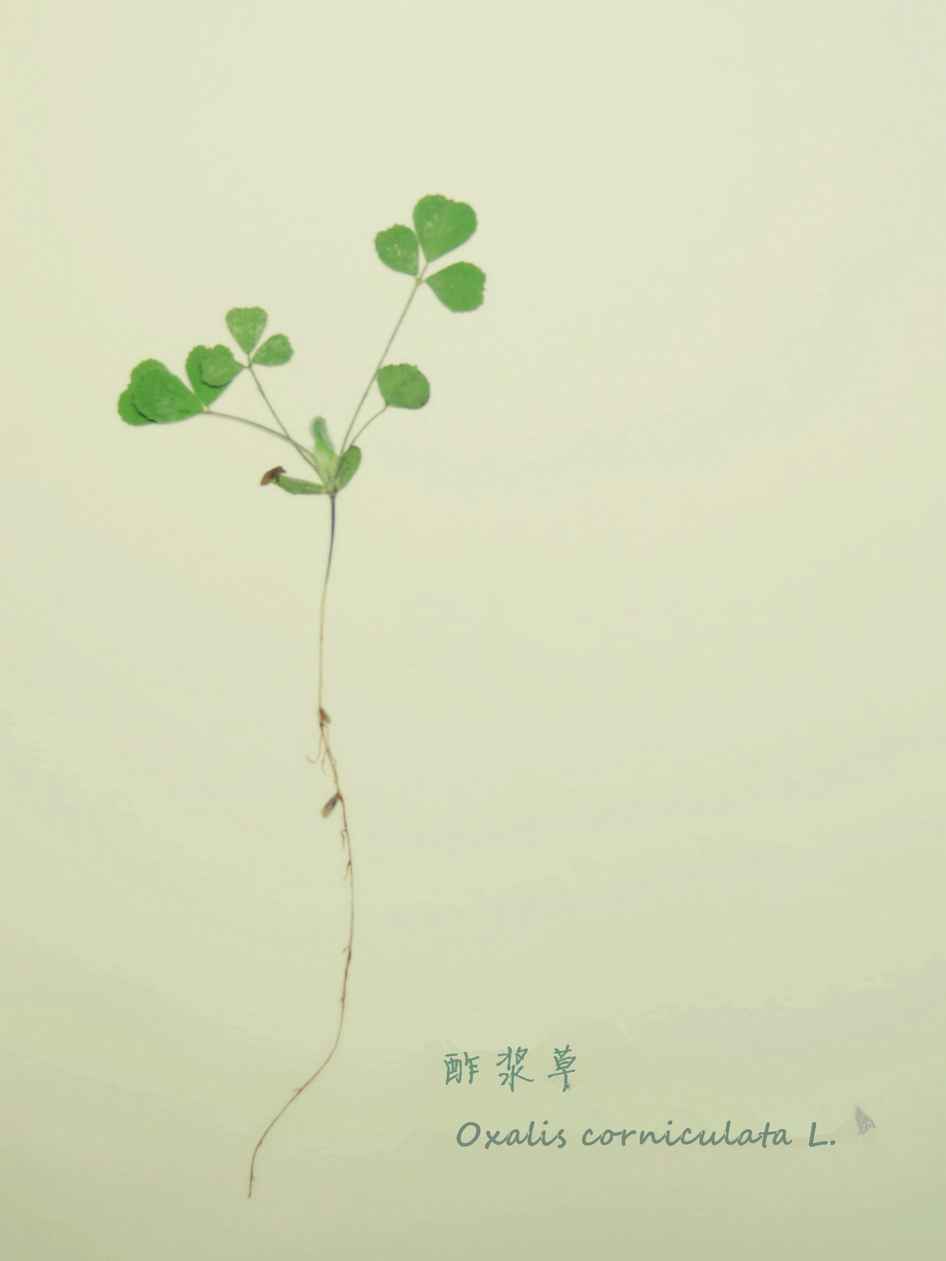 如何制作简易的植物标本? - 知乎