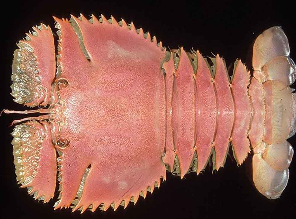 如何区分罗氏虾,基围虾,大头虾,青虾,九节虾,花虾,竹节虾,对虾,沙虾