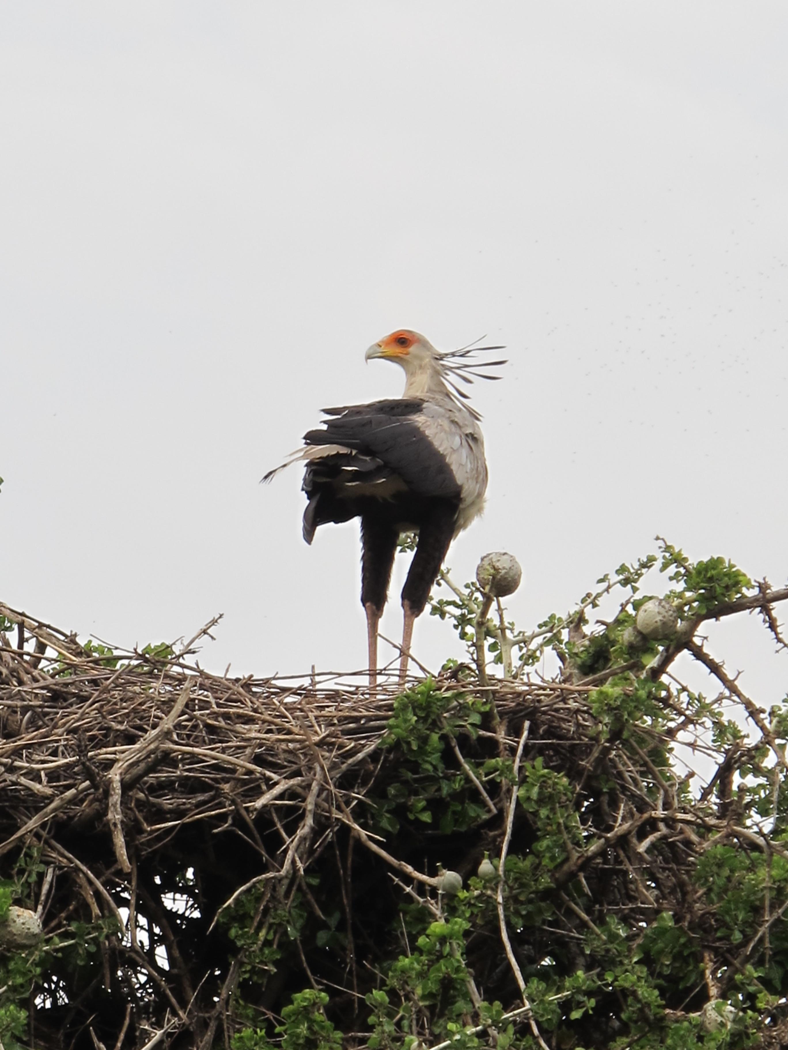 到非洲旅行带 8 岁小朋友同行有哪些需要注意的事项?