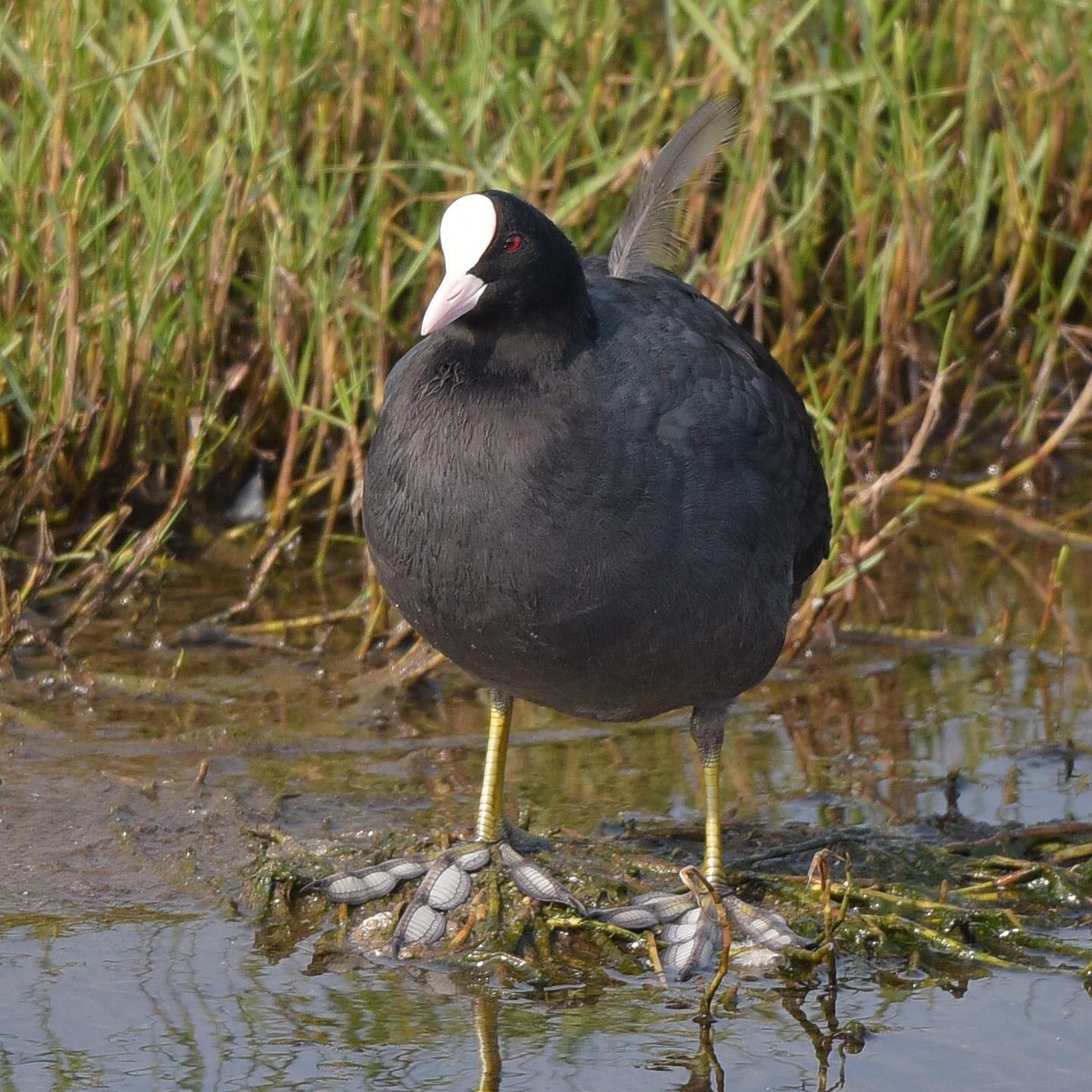 黑水鸡为啥会游泳?