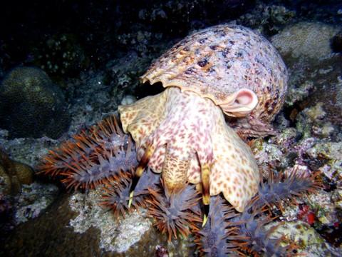 为什么说棘冠海星是大堡礁杀手