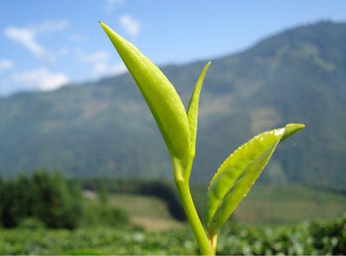 茶叶一芽叫（茶叶全是芽是什么品级） 茶叶一芽叫（茶叶满是
芽是什么品级）《茶叶全是芽是什么品级》 茶叶资讯