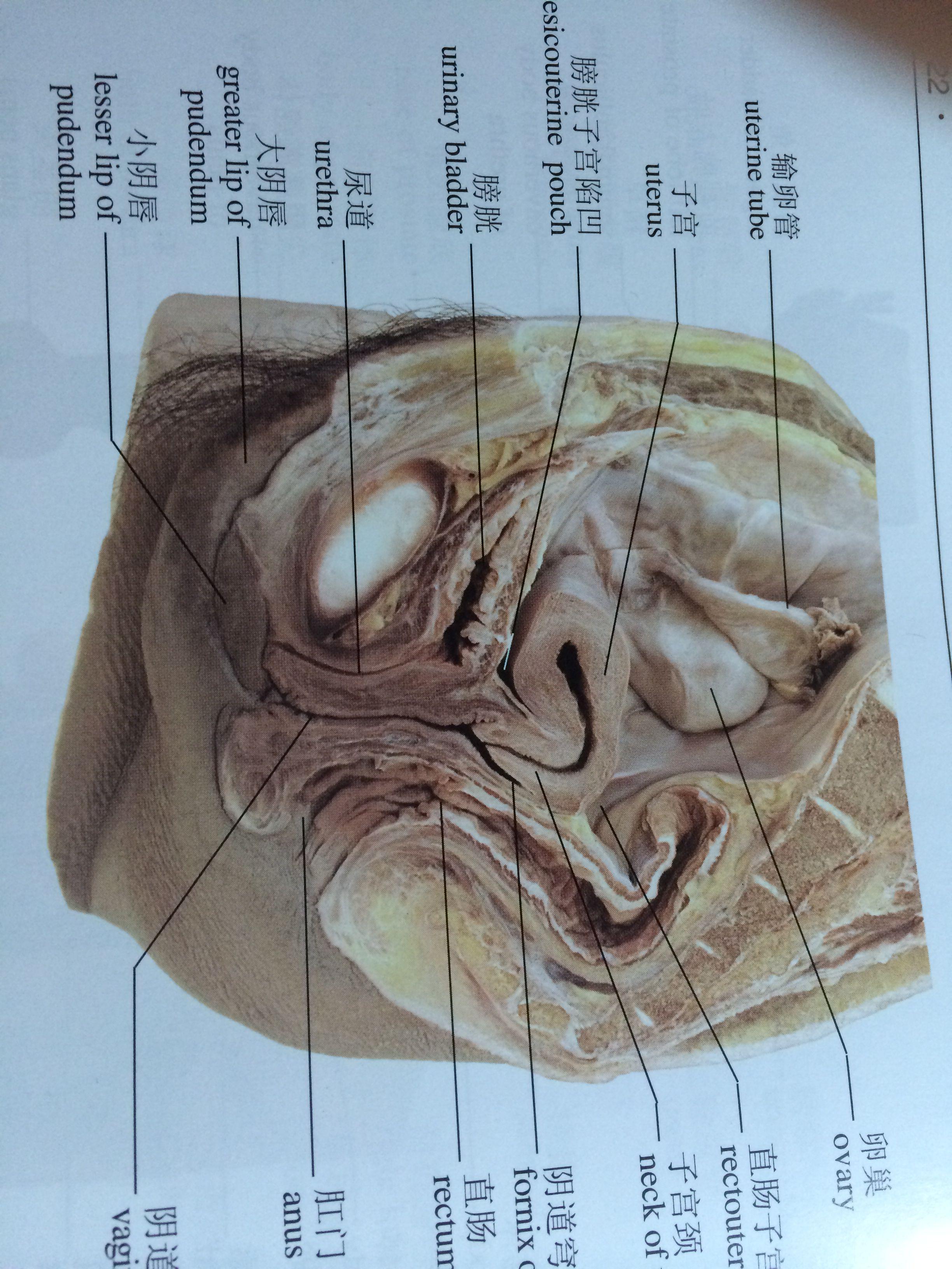 有哪些通常被认为很脏,实际上很干净的东西? - 知乎